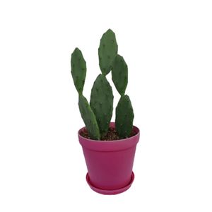 کاکتوس آپونتیا مدل بوته ای کد sh0212